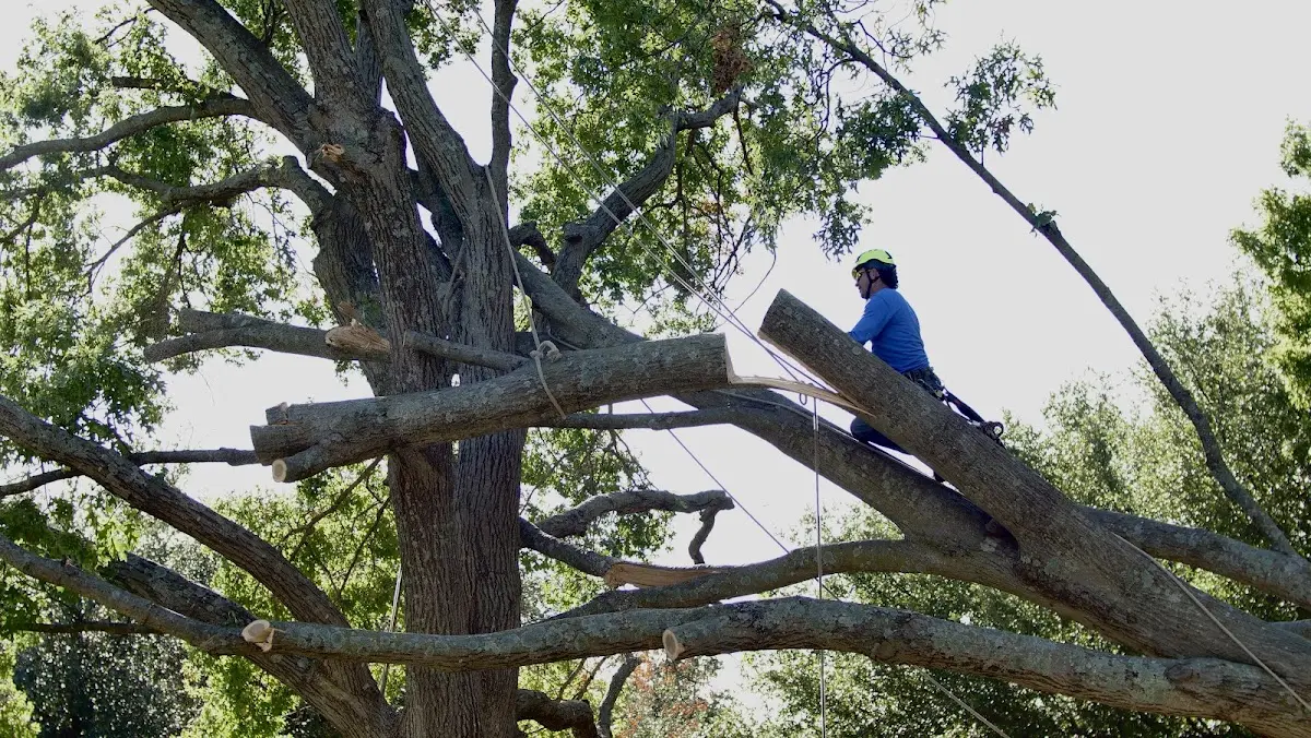 Professional Hazardous Tree Removal performed by certified arborists in Mc Leod